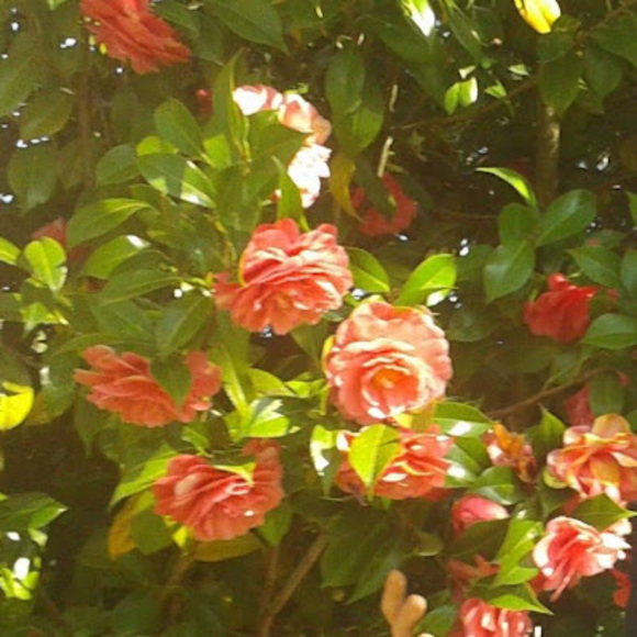 Meet your Posher, Svetlana - Picture 1 of 1